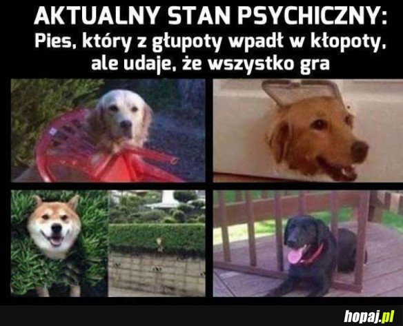  TAK WŁAŚNIE SIĘ MIEWAM