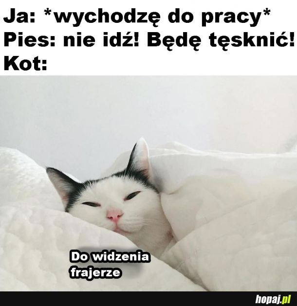 Kochany kotek