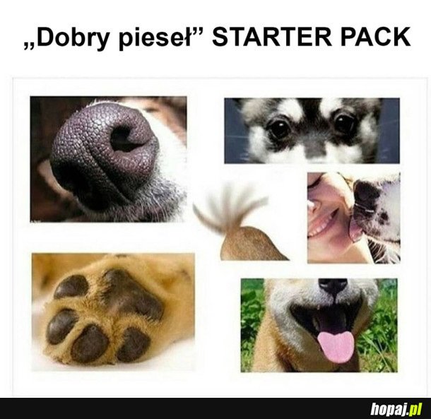 DOBRY PIESEK