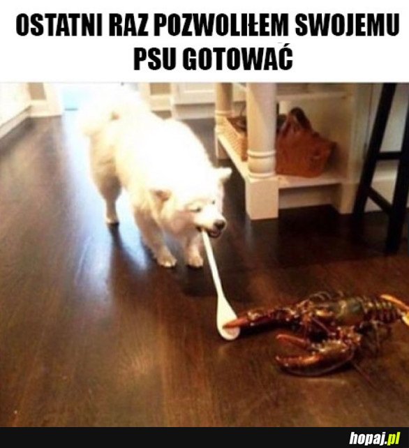 MÓJ PIES NIE POTRAFI GOTOWAĆ