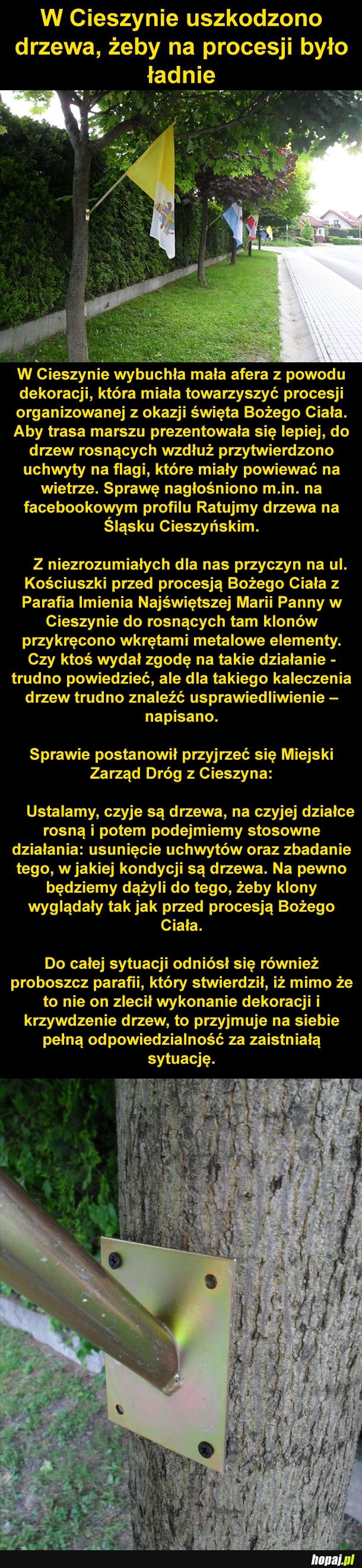 Uszkodzone drzewa w Cieszynie