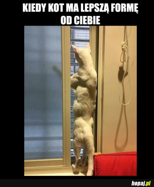 KOTEŁ