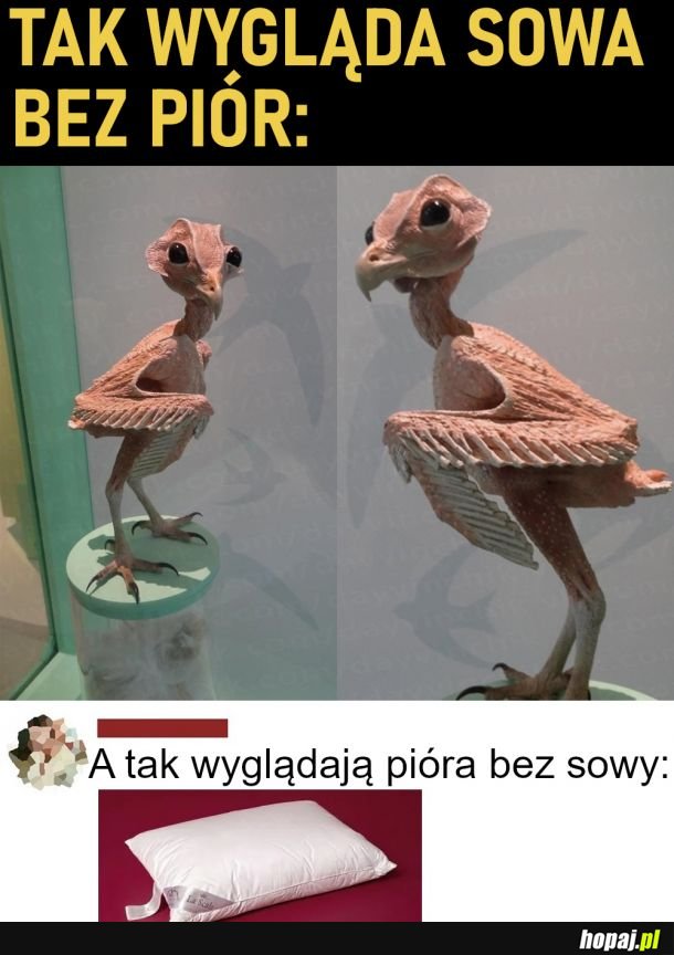 Tak wygląda sowa bez piór