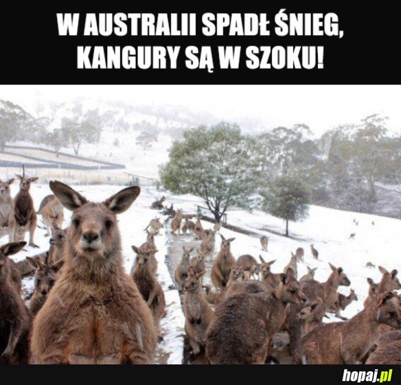 KANGURY