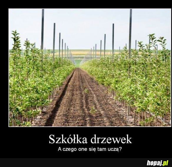 Szkółka drzewek