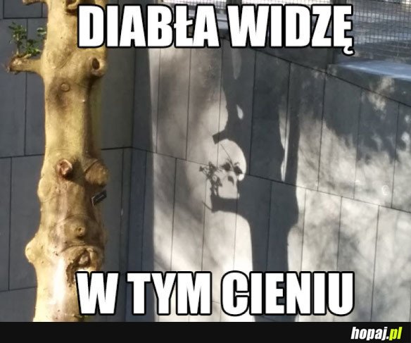 Opętane drzewo