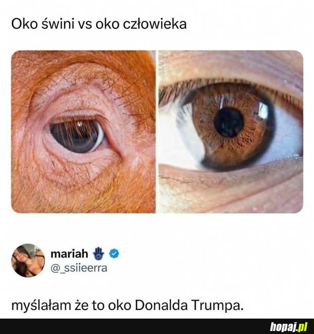 Podobieństwa widać