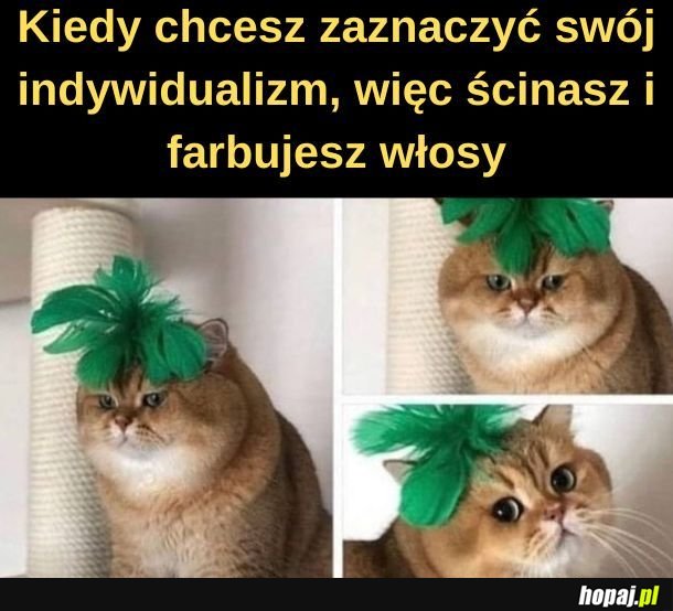 Nowy fryz. 