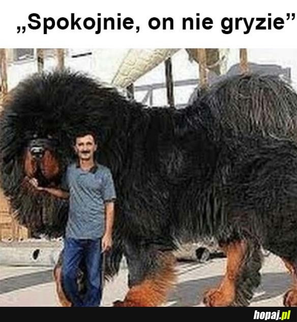 WŁAŚCICIELE PSÓW TACY SĄ