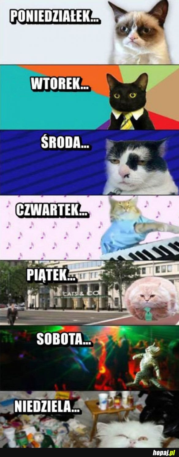Mój plan tygodnia
