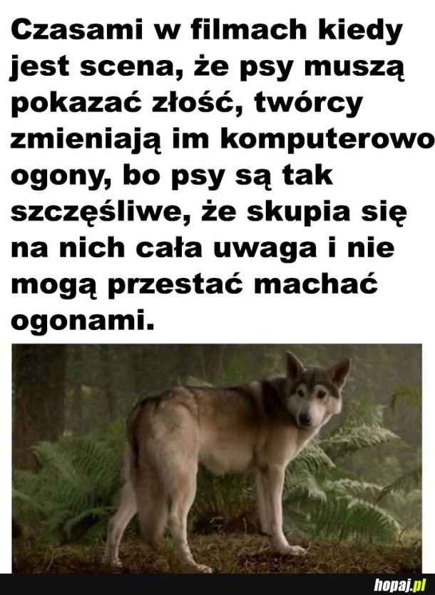  Słodziaki 