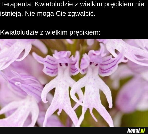  Kwiatoludzie z wielkim pręcikiem