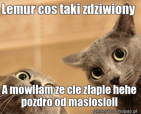 Lemur cos taki zdziwiony 