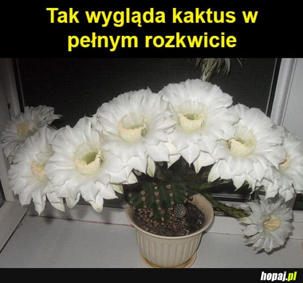 Nie każdy widział