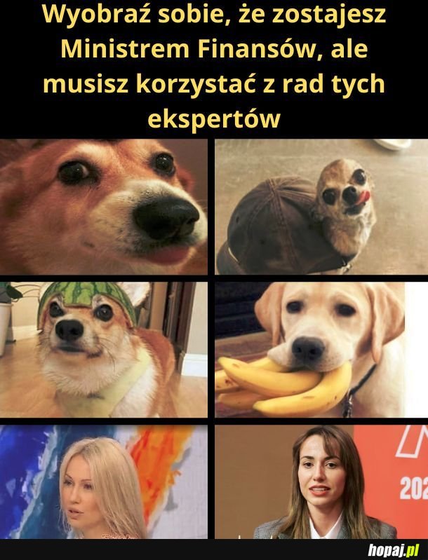 Pierwszych 4 wygląda na kompetentnych