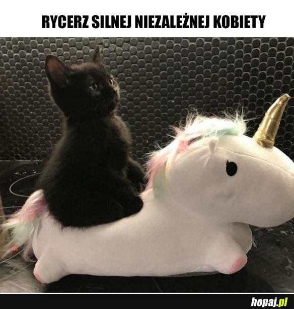 Koteł