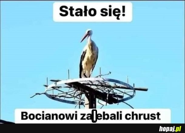 W sumie i tak s...a do ciepłych krajów