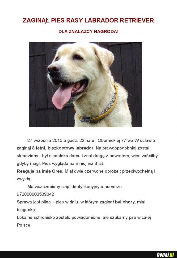 Zaginął pies
