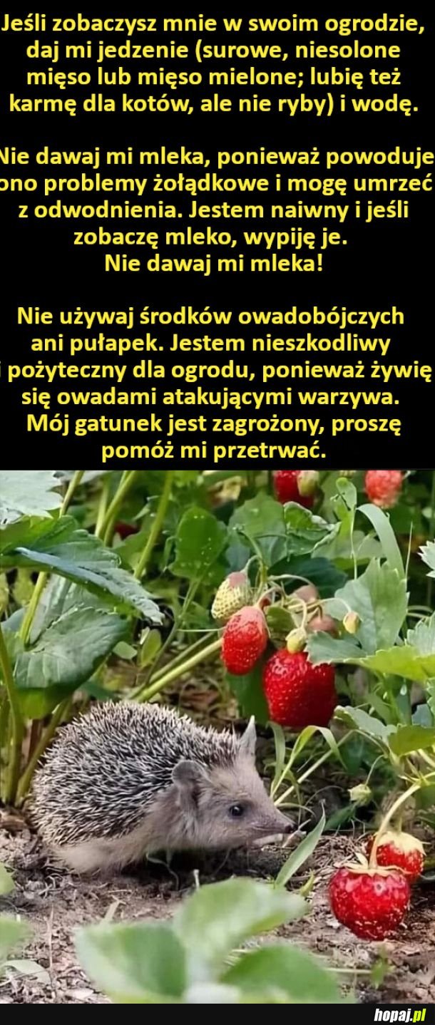 Prośba od jeża