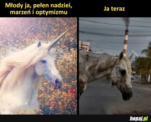 Rip nadzieja