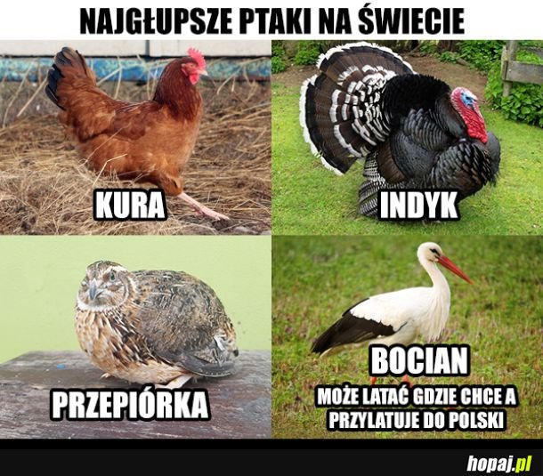Najgłupsze ptaki na świecie