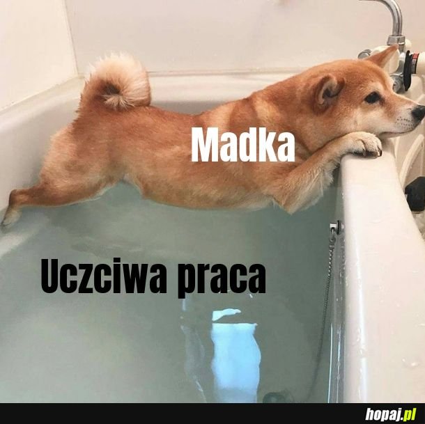 Praca to lawa 