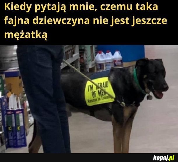 Poza tym jestem robiącym memy psem 