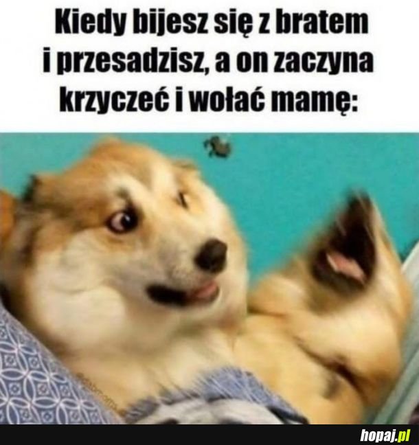 Bijatyka z bratem