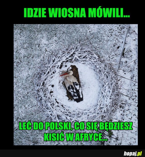 IDZIE WIOSNA...