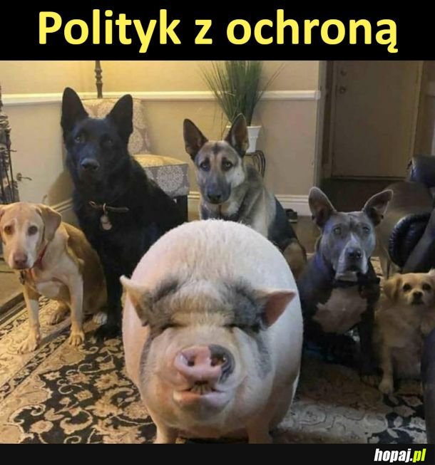 Strach się bać