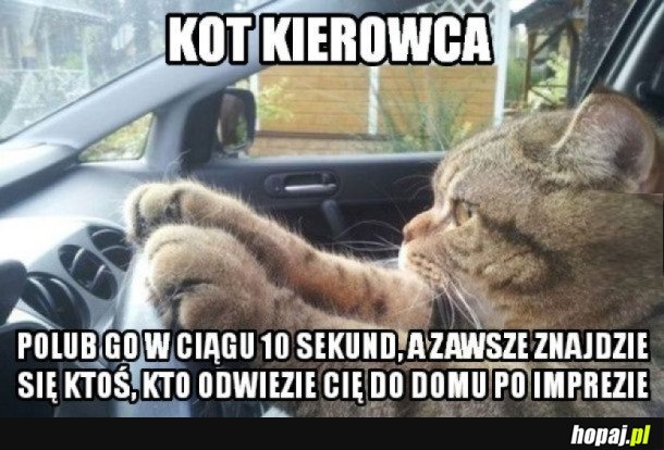 KOT KIEROWCA