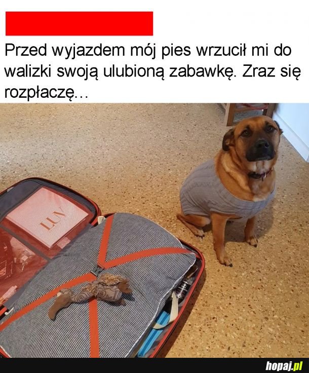 Kochany pieseł