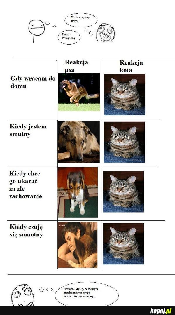 Reakcje psa, a reakcje kota