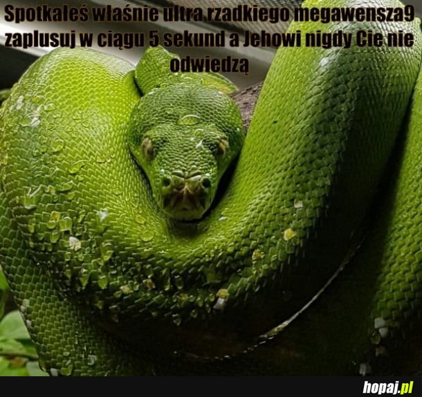 MegaWonsz