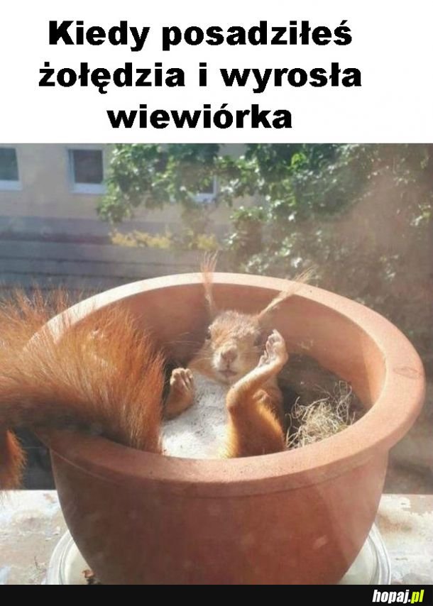 Zaskoczenie