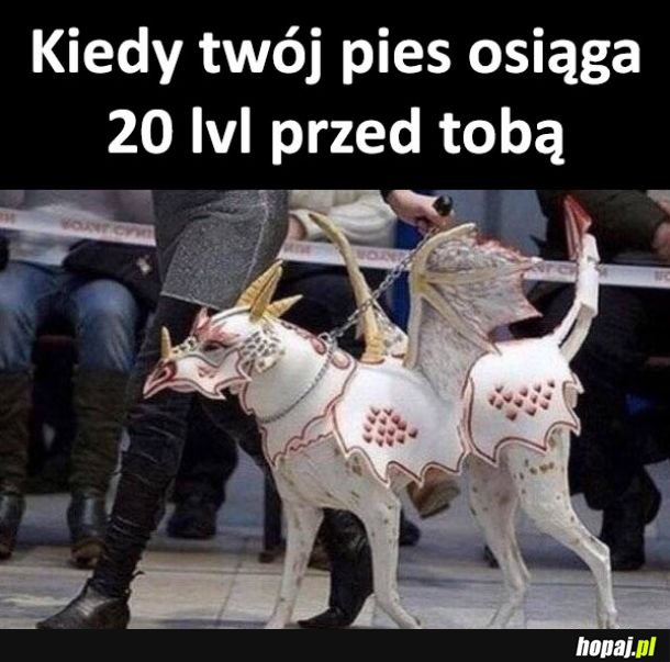 Twój pies