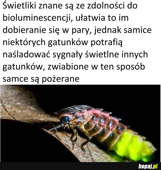 Samice świetlków