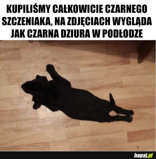 CZARNY SZCZENIAK