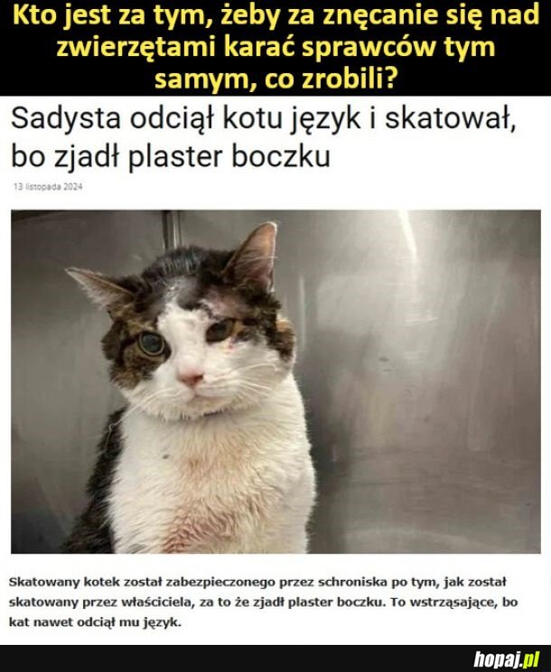 Płakać mi się chce jak widzę tego kotka