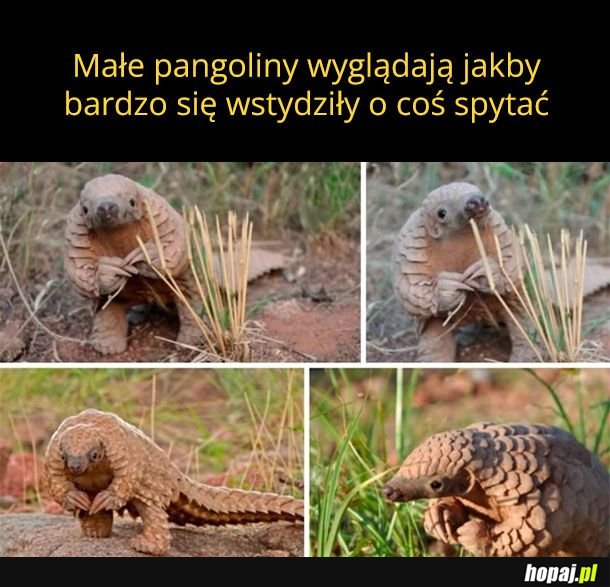 Panie kierowniku taka sprawa