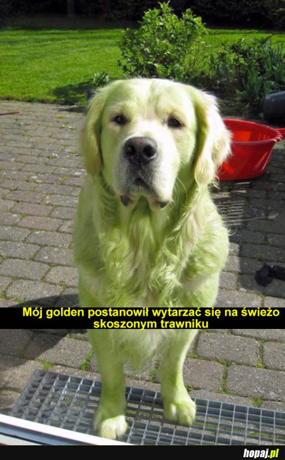 Co ten pieseł?