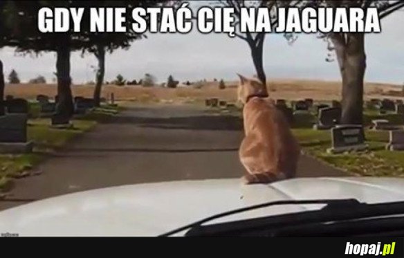 Jaguar