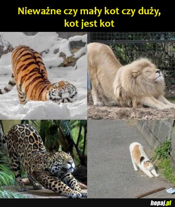 Kotki