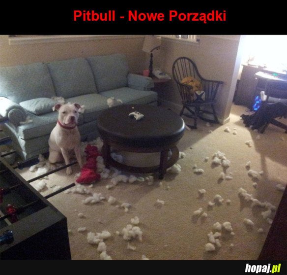 Nowy Pitbull