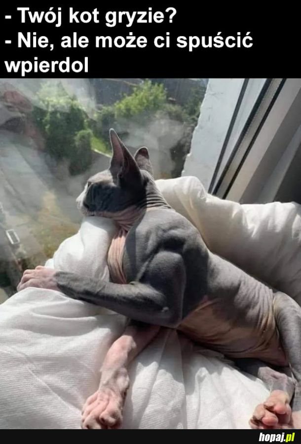 Kotek