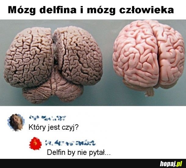 Mózg delfina