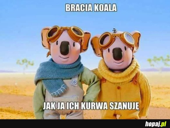 SZACUN DLA BRACI KOALA