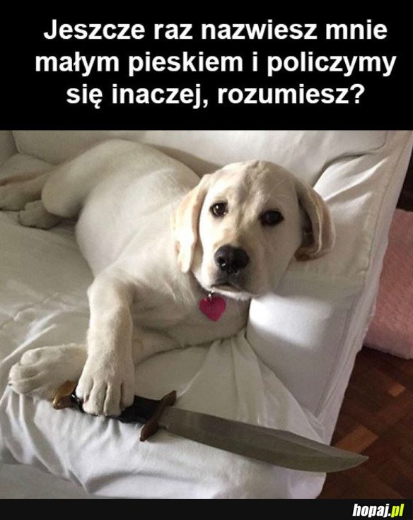 DOBRY PIESEK