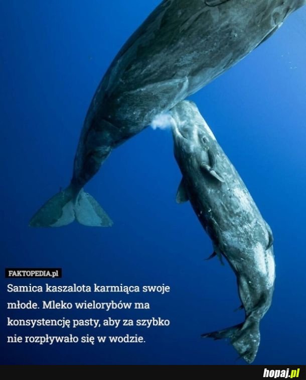 Ciekawostka