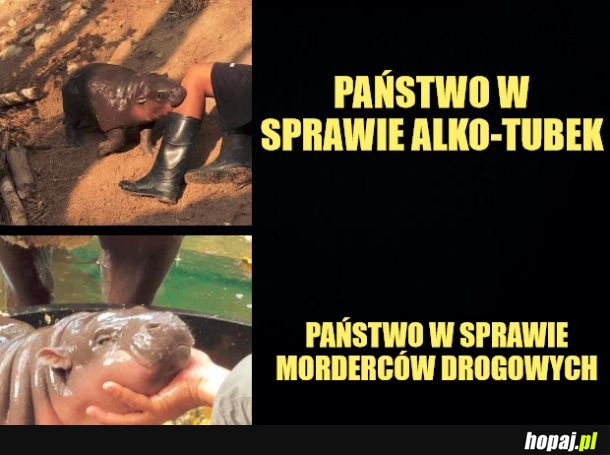 Państwo z kartonu. 